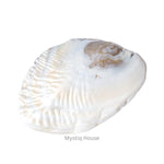 Abalone Shell