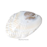 Abalone Shell