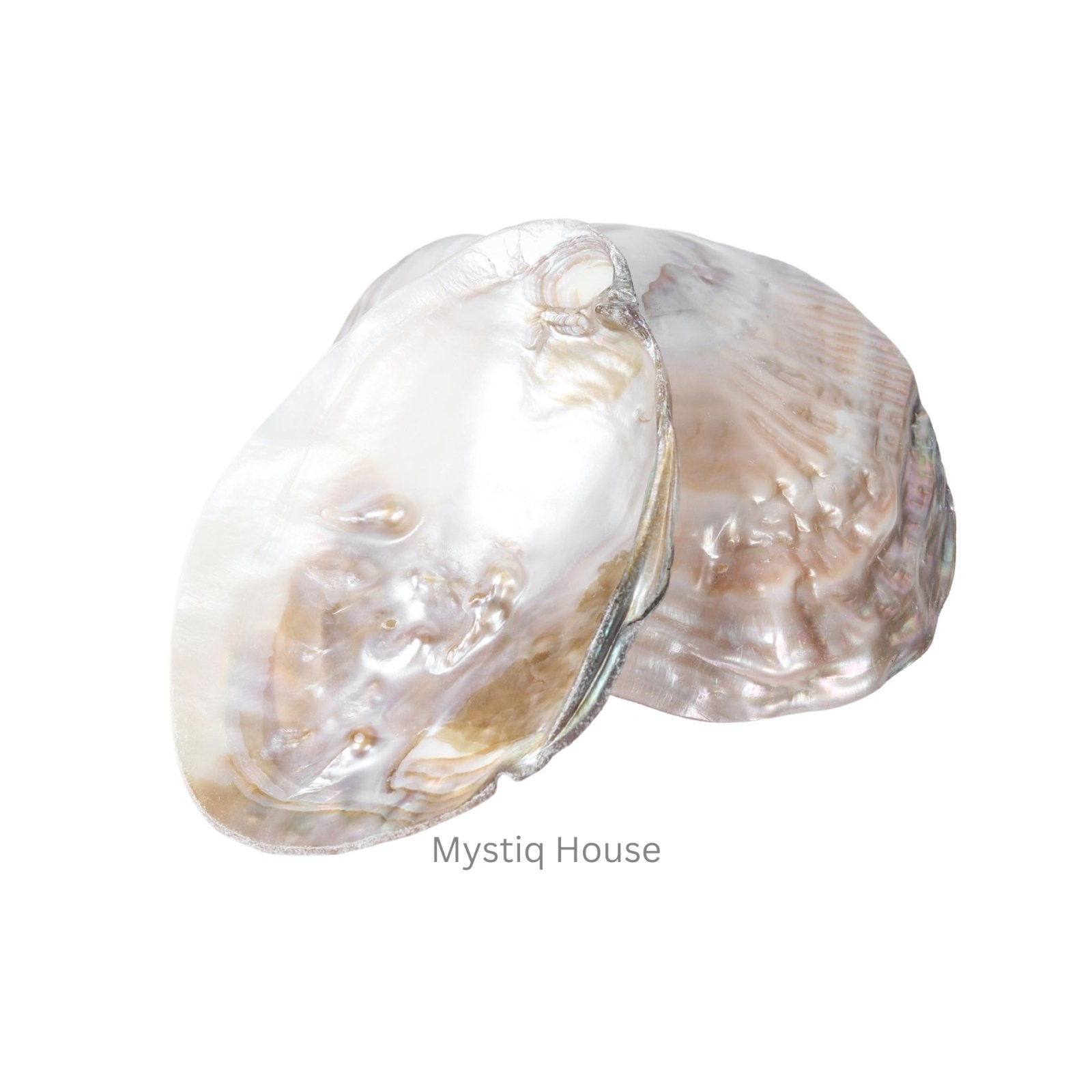 Abalone Shell - MystiqHouse