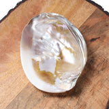 Abalone Shell - MystiqHouse