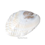 Abalone Shell - MystiqHouse