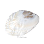 Abalone Shell - MystiqHouse