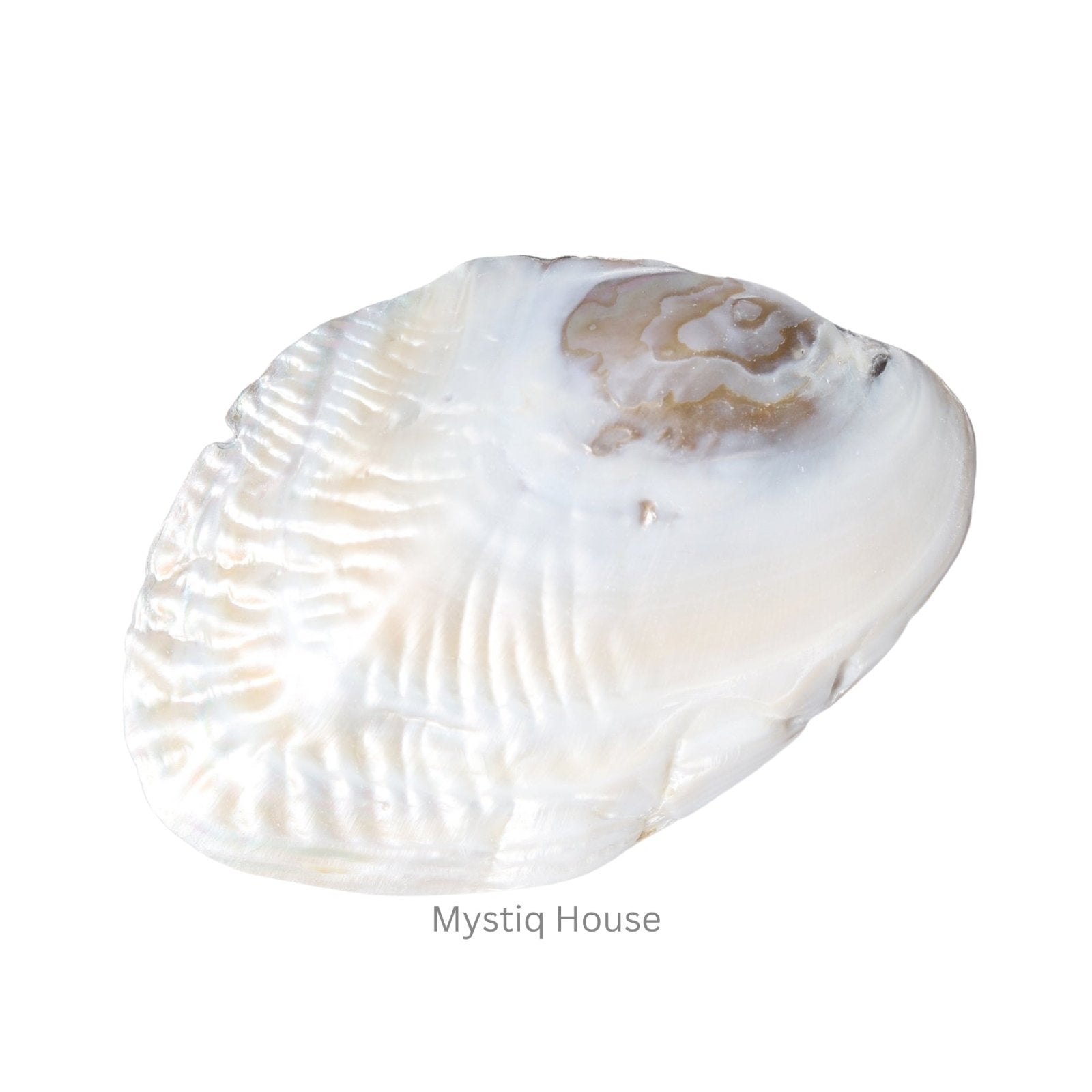 Abalone Shell - MystiqHouse